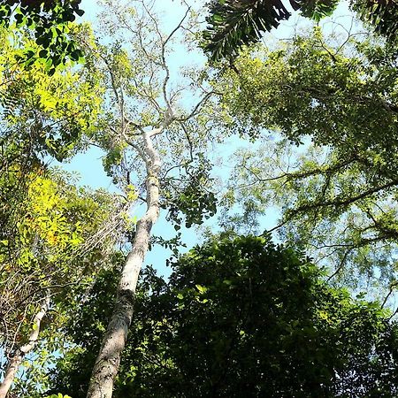 Misahualli Amazon Lodgeテナ エクステリア 写真